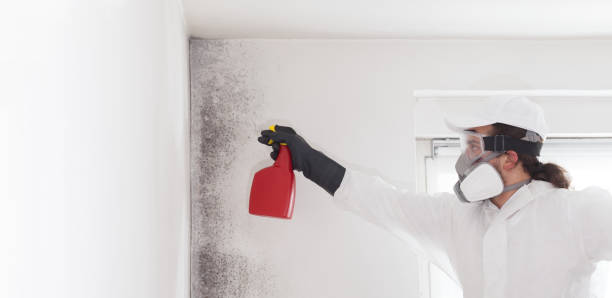 Best Emergency Mold Remediation in Monticello, IN